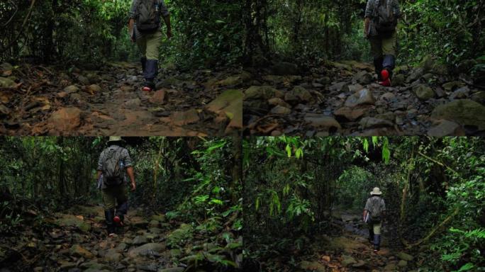中年亚洲女性生态学家在热带国家的雨林中行走自然小径，进行野外研究。