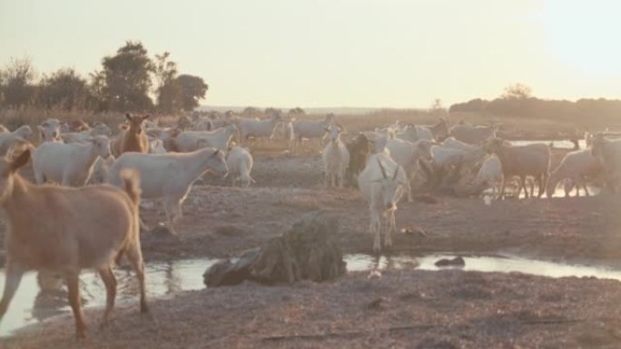 山羊放牧和饮用水