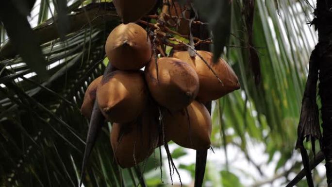 国王椰子树，热带概念，斯里兰卡