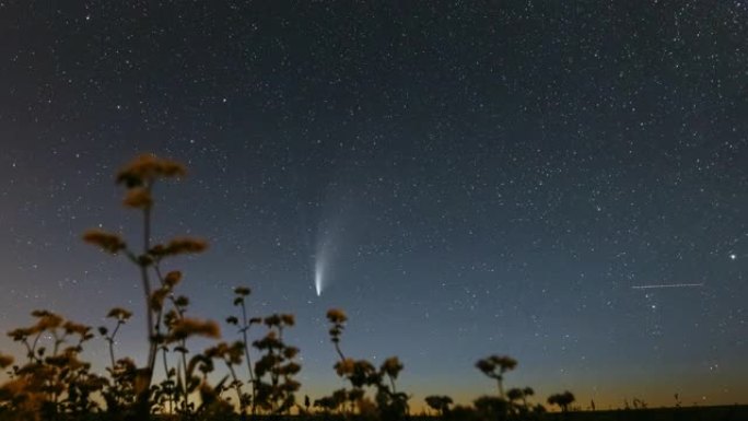 彗星Neowise C 2020 F3在开花荞麦上方的夜星天空。夜星。彗星在104万公里的距离。4k