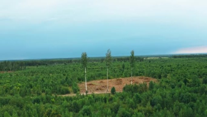 4k三棵树矗立在森林砍伐区。高架景观绿色森林景观。倒下的树林树干和成长中的幼林的俯视图。欧洲自然来自