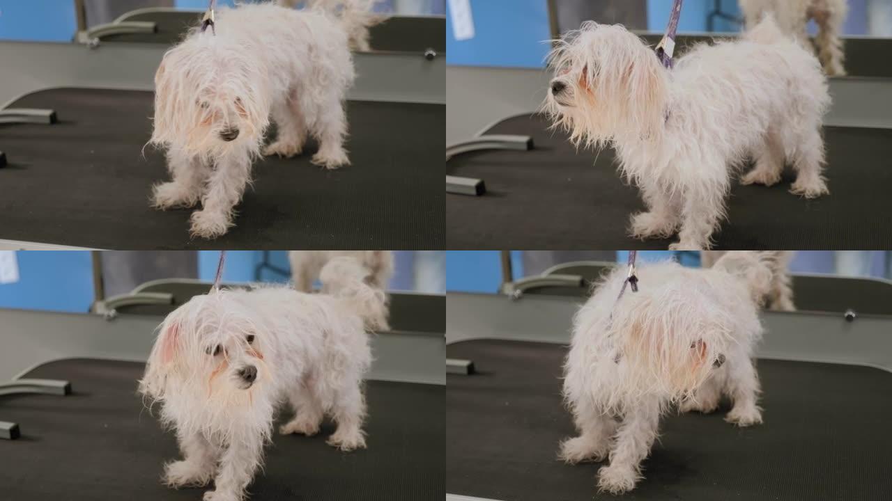 兽医用吹风机吹干狗的头发，并梳理狗Bichon Bolognese。