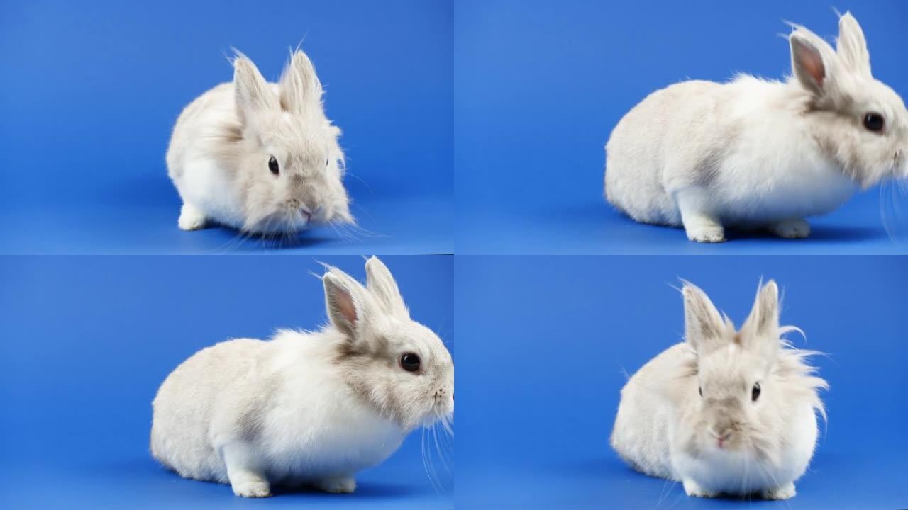 装饰家兔坐在蓝色背景上。可爱的小兔子环顾四周。健康动物和宠物概念。复活节