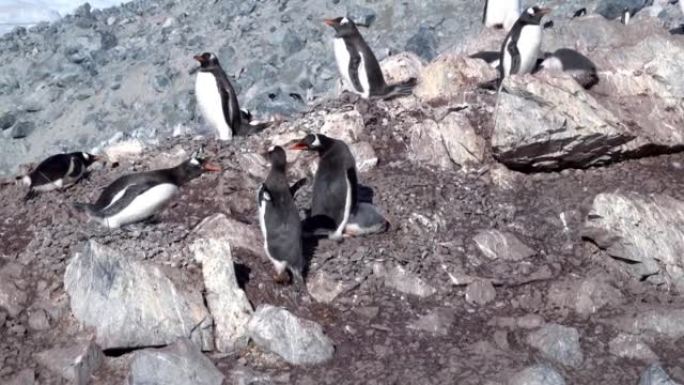 Gentoo企鹅在南极洲的小山上攀登