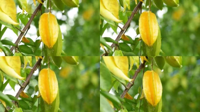 挂在树上的黄星果。