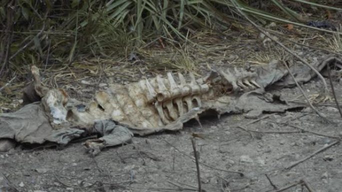 森林中死鳄鱼的皮肤和骨头