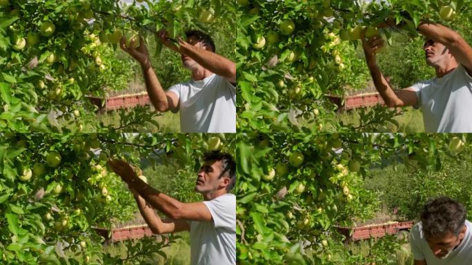 中东40多岁的雄性从苹果园的一棵苹果树上采集青苹果。