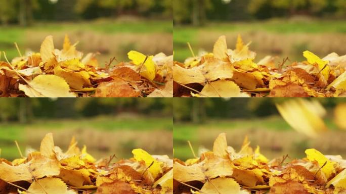 黄色的叶子从树上掉到地上。叶子在地上。秋季概念。