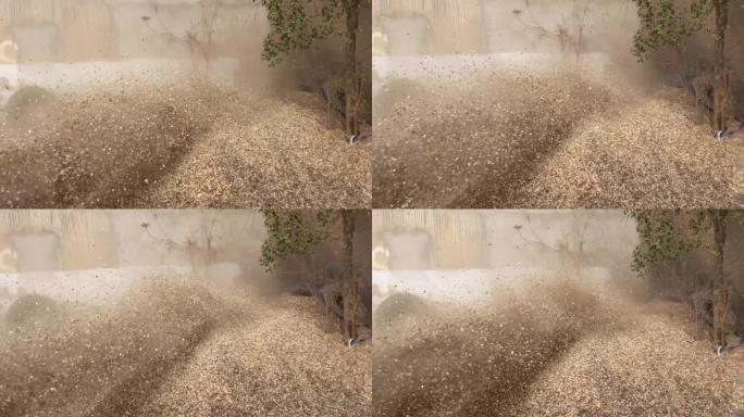 麦田的哈弗斯特收集稻草。老建筑从侧面和大量稻草灰尘。