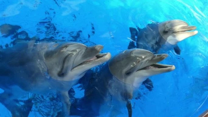 好奇的海豚可爱动物张嘴善意亲人粘人