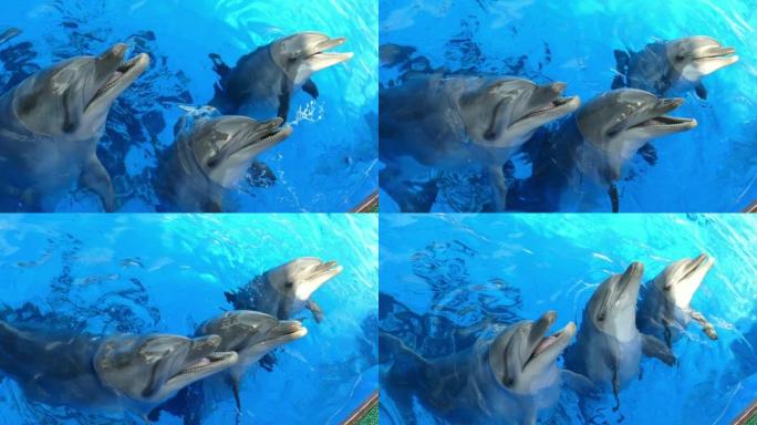 好奇的海豚可爱动物张嘴善意亲人粘人