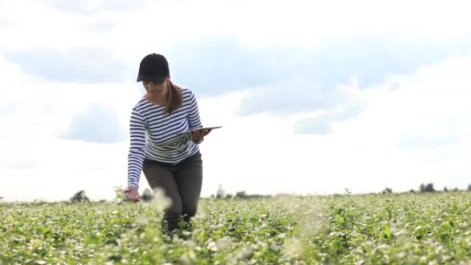 一位女性农艺师用药片检查有荞麦花的田地的生长。女人检查了田野，并将数据输入到数字平板电脑中。现代农业