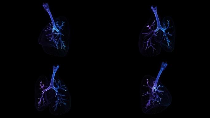 旋转360程度的人的肺。人肺模型的发光蓝光粒子点。3d虚拟空间中的无缝循环运动动画神经元