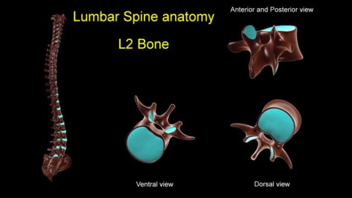 腰椎L 2骨解剖医学概念3D动画