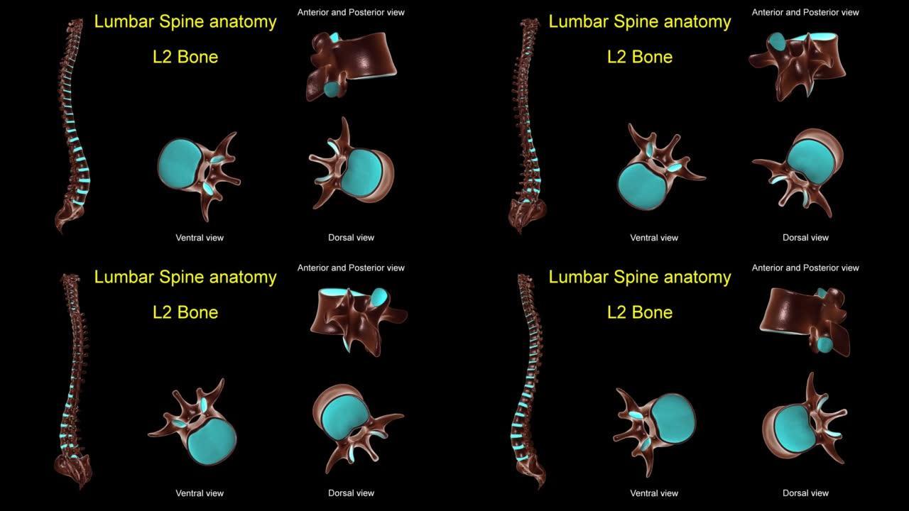腰椎L 2骨解剖医学概念3D动画