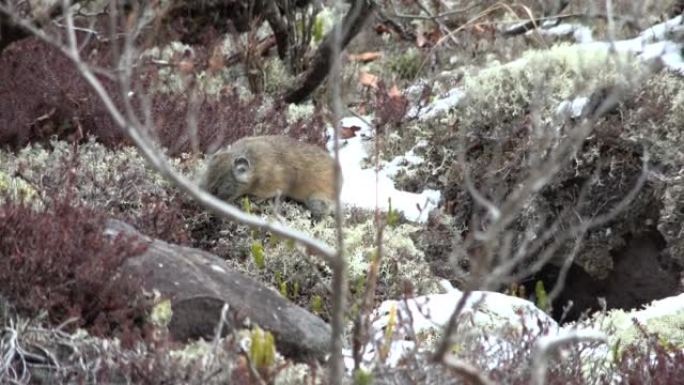 一场降雪后，北部的鼠兔从北海道大雪山国家公园的岩石地形中出现。