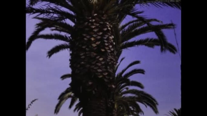 美国1977，棕榈树在洛杉矶街