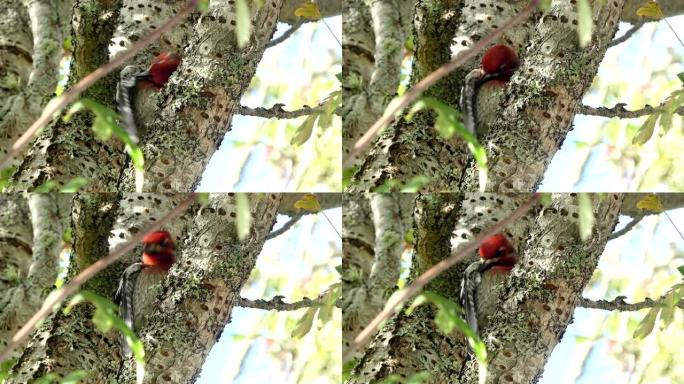 栖息在树上的红头鸟