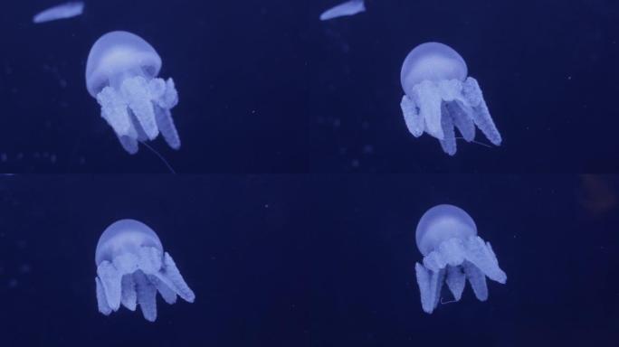 慢动作4k分辨率美丽的水母在公共水族馆的彩色霓虹灯中。