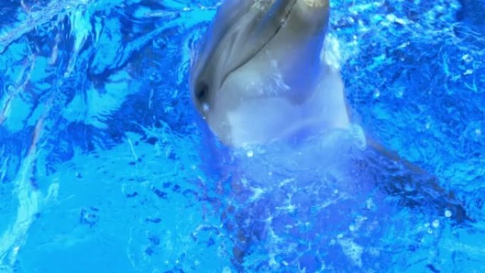 社交海豚表演玩耍水族馆