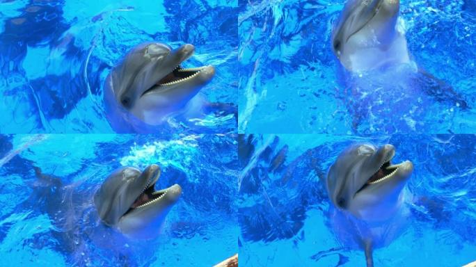 社交海豚表演玩耍水族馆