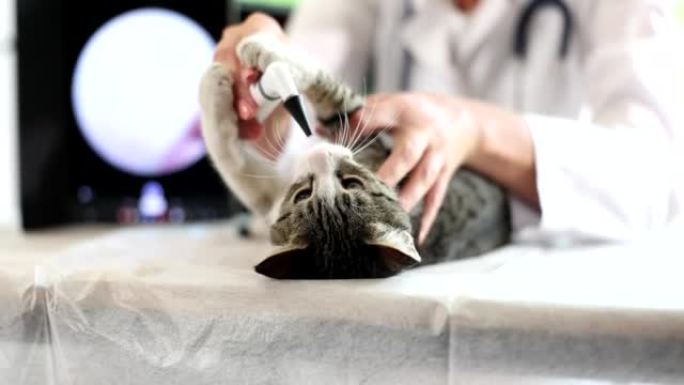 兽医用数字耳镜检查猫耳