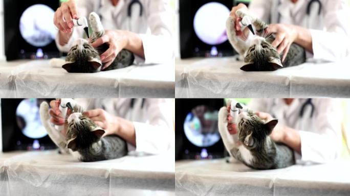 兽医用数字耳镜检查猫耳