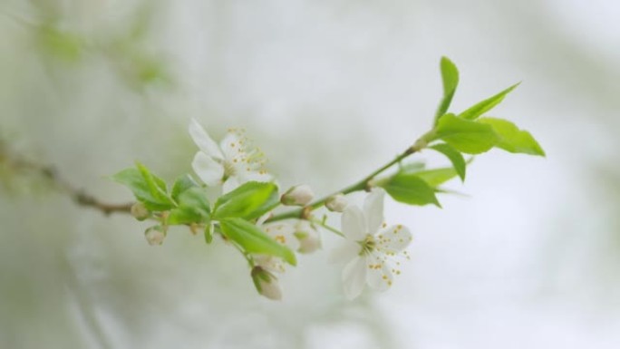 开花的梅枝。阳光明媚的花园里春天开花的树木。慢动作。