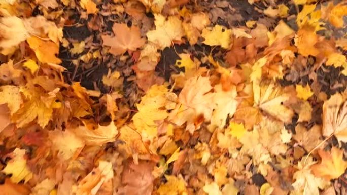 风把成堆的树叶吹到地上。