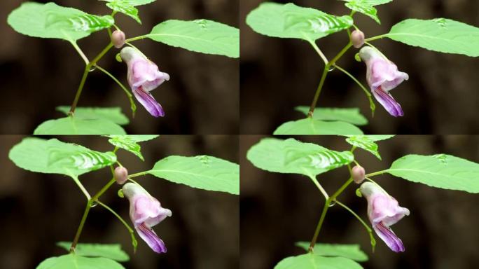 稀有鹦鹉花一种类似形状的鹦鹉挂在深林茎上