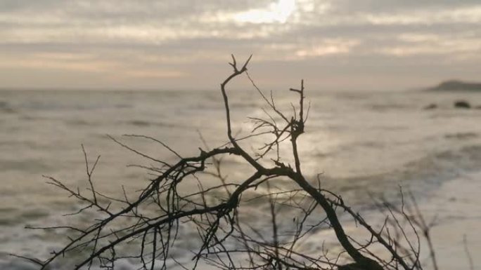 在沙滩海岸线上，干燥干燥的裸露树枝抵御海浪上闪闪发光的阳光。被水潮冲刷的碎干木材。阳光反射波纹。抽象