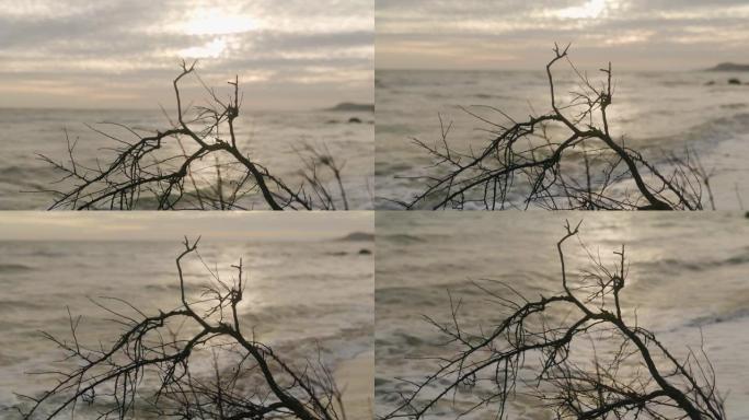 在沙滩海岸线上，干燥干燥的裸露树枝抵御海浪上闪闪发光的阳光。被水潮冲刷的碎干木材。阳光反射波纹。抽象