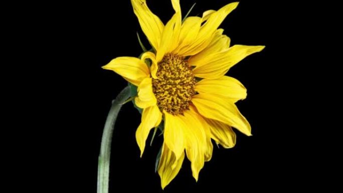 黄色向日葵头在时间流逝中开花。在时光倒流的黑色背景上打开花朵。枯萎的黄色花朵，种子成熟