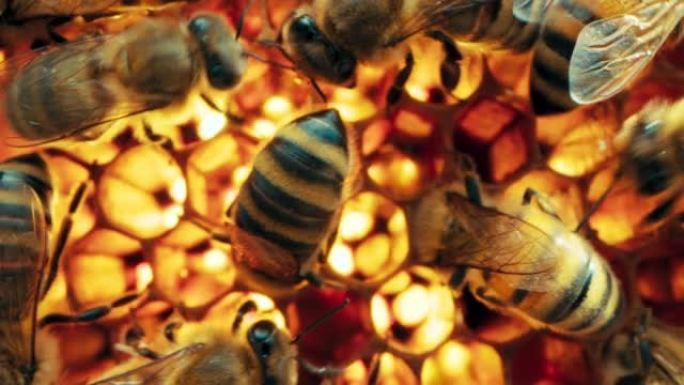 选择性聚焦微距镜头蜜蜂在蜂窝上工作，制作美味可口的蜂蜜，收集花蜜花粉。农村养蜂业蚕桑概念
