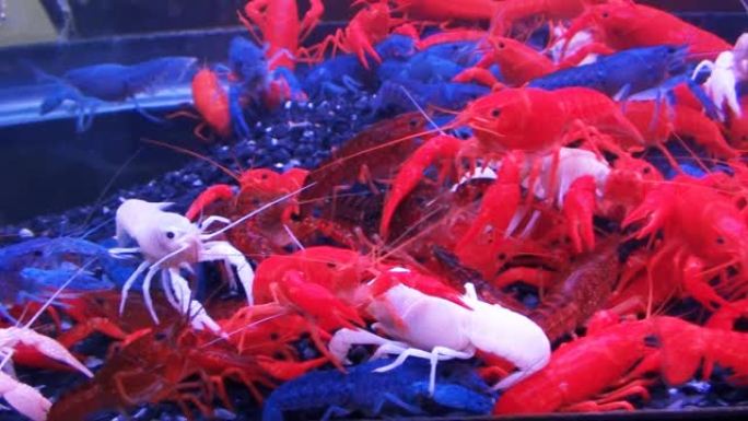 水族馆里美丽的红虾
