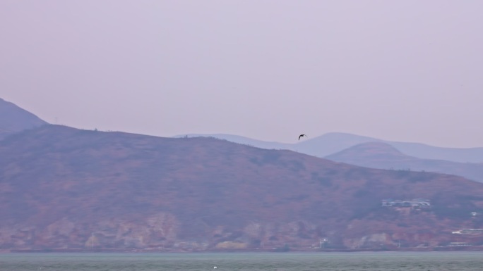 云南大理洱海海鸥升格高速实拍
