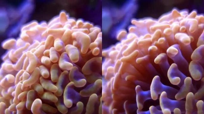 Euphyllia Hammer LPS珊瑚
