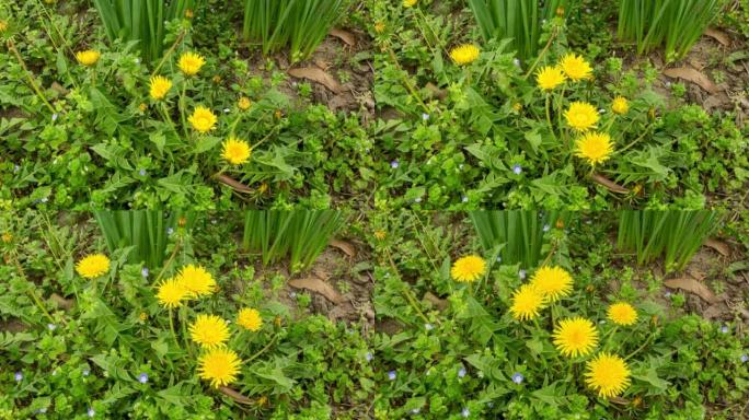 一组蒲公英花在田间开花，并在延时视频上生长。蒲公英盛开的花。