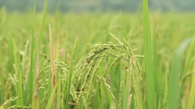稻田里的绿穗。