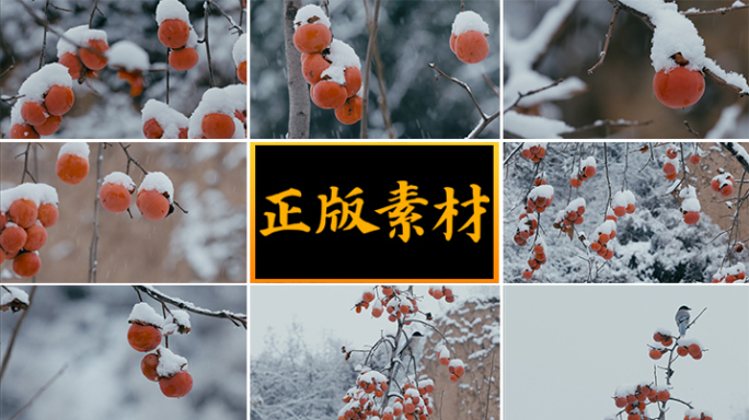 冬雪中的红柿子【集锦】