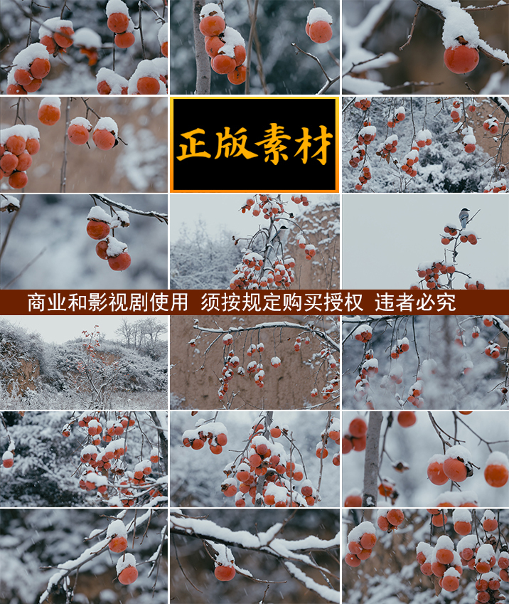 冬雪中的红柿子【集锦】