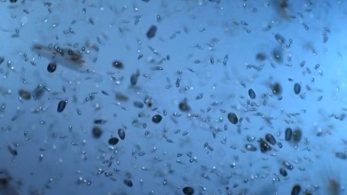 纤毛虫微生物菌落显微镜下微生物细菌细胞