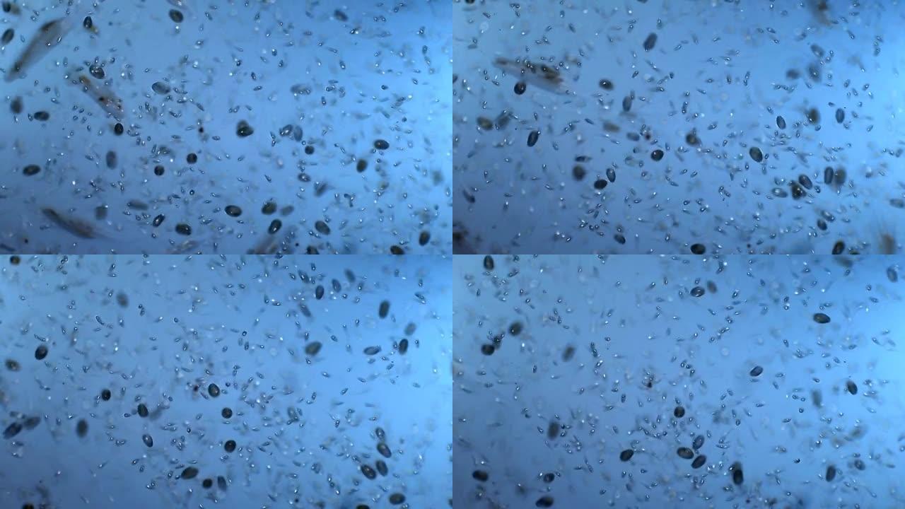 纤毛虫微生物菌落显微镜下微生物细菌细胞