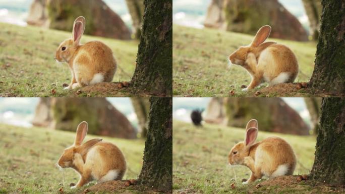 美丽的年轻红兔在风景如画的草地上抓挠