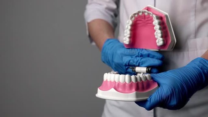 牙齿模型，牙科医生手中的牙龈和白色牙齿的人造颌骨。具有文本背景的口腔医学和牙科概念
