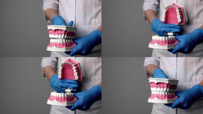 牙齿模型，牙科医生手中的牙龈和白色牙齿的人造颌骨。具有文本背景的口腔医学和牙科概念