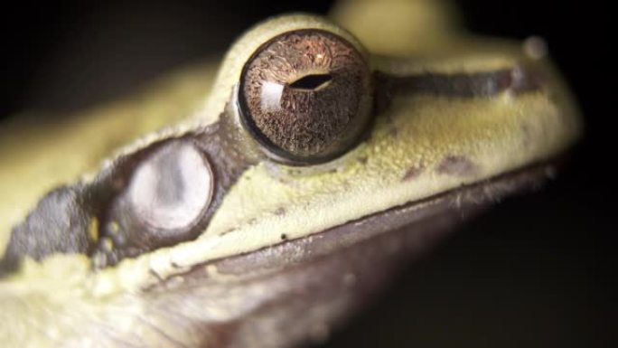 一只绿色的哥斯达黎加蒙面树蛙，在黑色背景下有移动的声带囊，以4k拍摄