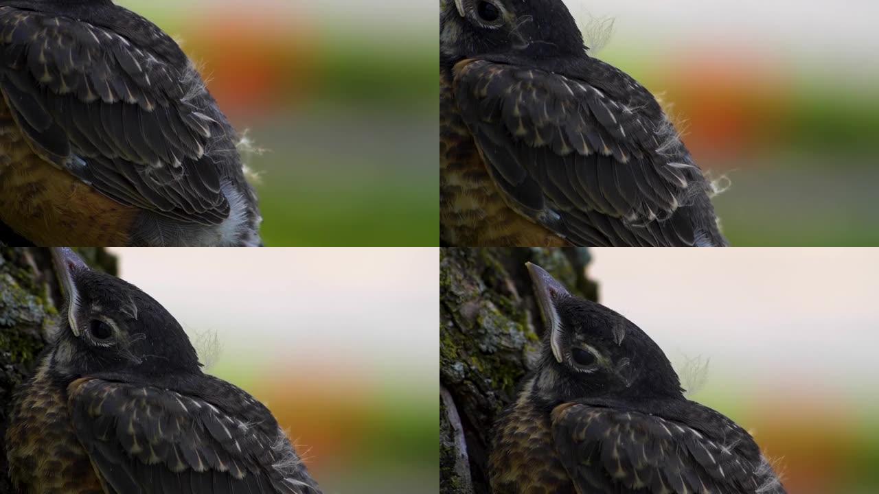 一只小鸟慢动作伸展的特写镜头。