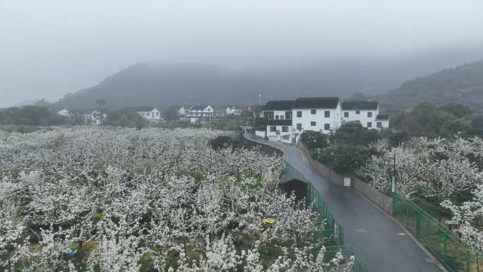 阴雨天的树山梨花