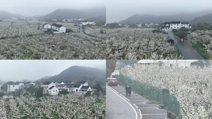 阴雨天的树山梨花